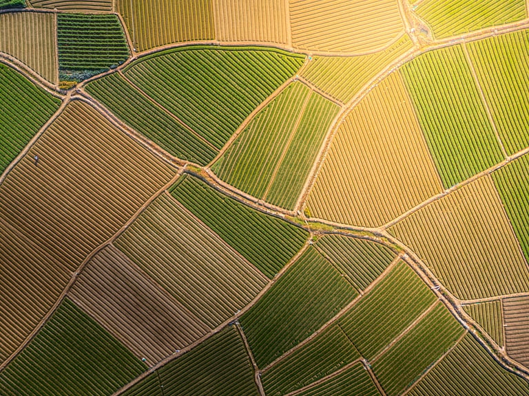 Aerial view of farmland in the Dothan Alabama peanut growing region